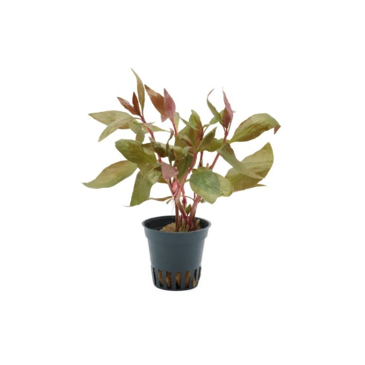 Planta acvariu Stoffels Alternanthera reineckii Lila - imagine 3